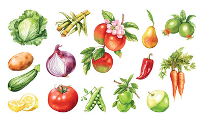Watercolor painted collection of vegetables and fruits. Hand drawn fresh food design elements isolated on white background.