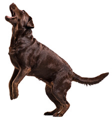 Adorable, beautiful, purebred dog, brown Labrador standing on hind leg, playing isolated over...