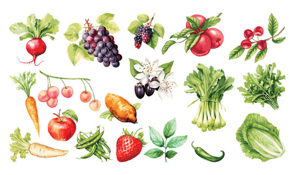 Watercolor painted collection of vegetables and fruits. Hand drawn fresh food design elements isolated on white background.