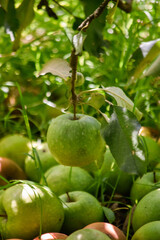 manzanas verdes maduras al pie del arbol