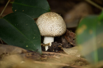 hongo de suelo en tierra
