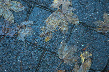 Autumn maple leaves on wet asphalt. Fallen leaves on asphalt.