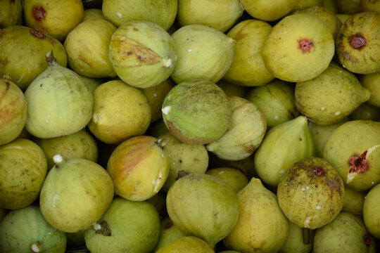 cosecha de higos