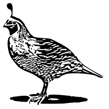 recommend clip art: Quail