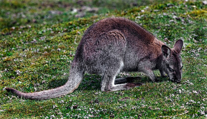 Bennett`s wallaby on the fawn. Latin name - Macropus rufogriseus   © Mikhail Blajenov