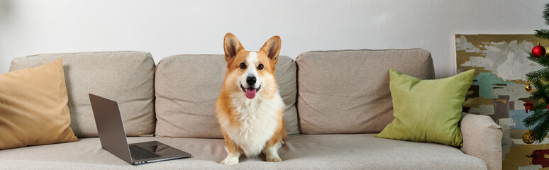 adorable corgi dog sitting on couch next to laptop and decorated apartment on Christmas day, banner