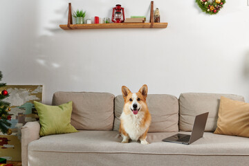 adorable corgi dog sitting on couch next to laptop and decorated apartment on Christmas time - obrazy, fototapety, plakaty