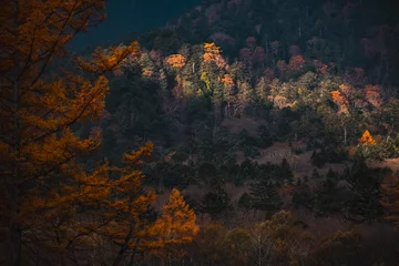 Fotobehang Yellow red pine trees alongside Azusa river and have mount Yake in background during autumn period in Kamikochi national park in Matsumoto, Nagano, Japan, Beautifully colored leaves in forest © chokniti