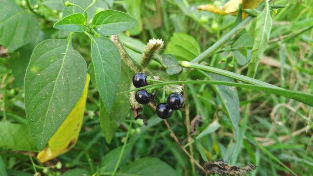 A closeup of Solanum nigrum or black nightshade berries