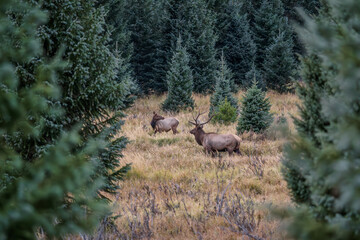 A bull elk in a field surrounded by evergreen trees on a fall evening in the Kawuneeche Valley of Rocky Mountain National Park in Colorado	