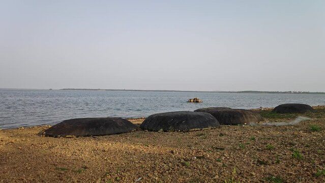 A wide shot shows fishing boats or coracles boats kept at lake banks at sunset