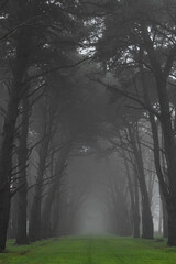 camino entre pinos marítimos en la niebla