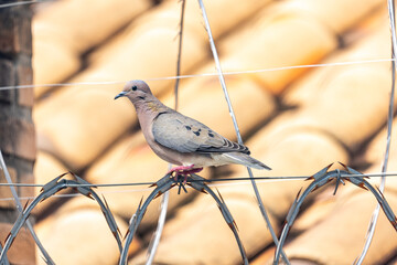 bird on a wire