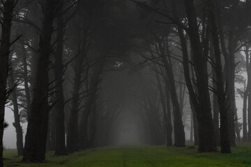 camino entre pinos marítimos en la niebla