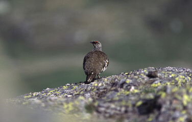 Ptarmigan (Lagopus mutus) Pernice bianca