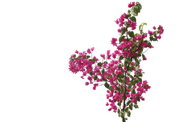 Bougainvilleas branch isolated on white background.Clipping path.