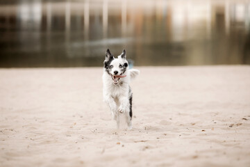 Border Collie dog running. Fall season. Dog in autumn.