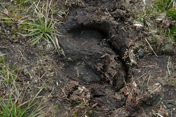 Renne, Alces alces, trace