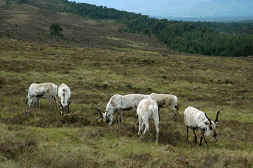 Obraz premium Renne, Alces alces, parc national de Cairngorms, Ecosse, Grande Bretagne