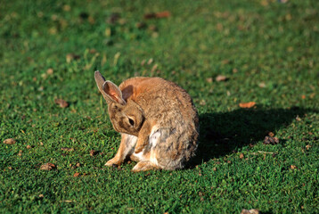 Lapin de garénne, Oryctolagus cuniculus