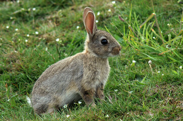 Lapin de garénne, Oryctolagus cuniculus