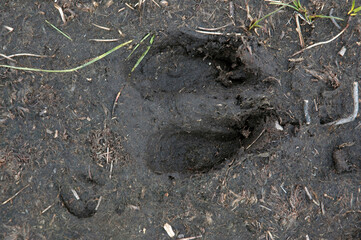 Renne, Alces alces, trace