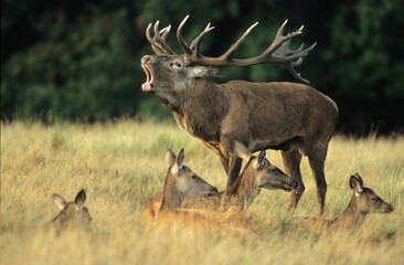 Cerf élaphe, biche, mâle, brame, cervus elaphus