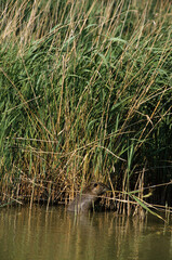 Ragondin,  Myocastor coypus