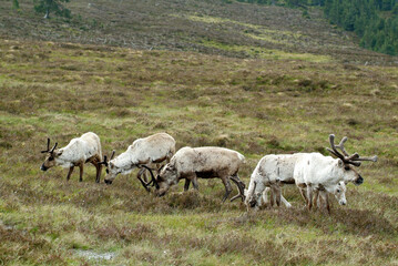 Obraz premium Renne, Alces alces, parc national de Cairngorms, Ecosse, Grande Bretagne