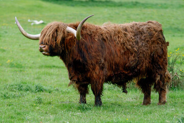 Vache écosaise, vache Highland, Bos taurus, taureau