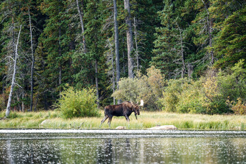 Bull moose in Colorado by a lake, with trees and grass in the background