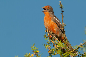 White tipped Plantcutter, Phytotoma rutila, La Pampa, Argentina