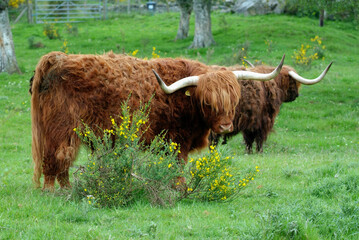 Vache écosaise, vache Highland, Bos taurus, taureau