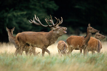 Obraz premium Cerf élaphe, biche, mâle, brame, cervus elaphus