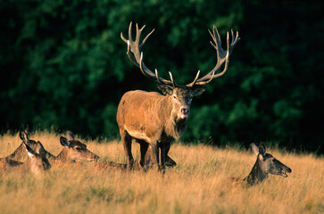 Obraz premium Cerf élaphe, biche, mâle, brame, cervus elaphus
