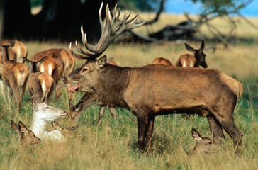 Cerf élaphe, biche, mâle, brame, cervus elaphus