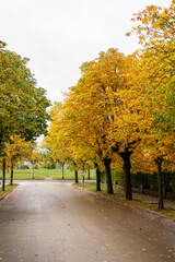 Naklejka premium autumn in the park