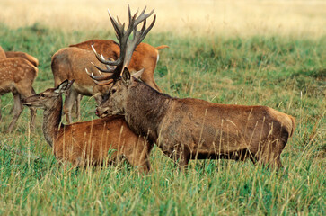 Cerf élaphe, biche, mâle, brame, cervus elaphus