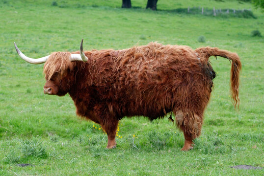 quot Vache Highland quot Images Browse 61 Stock Photos Vectors and Video