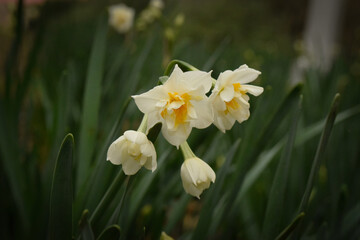 flor blanca y amarilla de bulbo