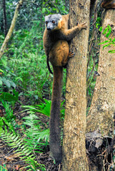 Lémur à collier roux, Eulemur collaris,  Madagascar