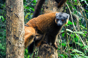 Lémur à collier roux, Eulemur collaris,  Madagascar
