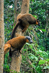 Lémur à collier roux, Eulemur collaris,  Madagascar