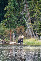 Bull moose in Colorado by a lake, with trees and grass in the background