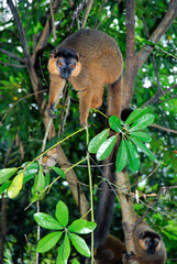 Lémur à collier roux, Eulemur collaris,  Madagascar