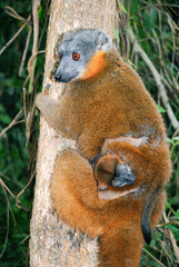Lémur à collier roux, Eulemur collaris,  Madagascar
