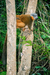 Lémur à collier roux, Eulemur collaris,  Madagascar
