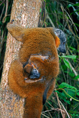 Lémur à collier roux, Eulemur collaris,  Madagascar