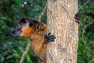 Lémur à collier roux, Eulemur collaris,  Madagascar