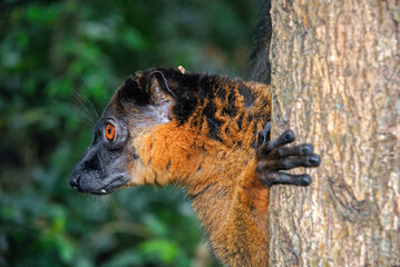 Lémur à collier roux, Eulemur collaris,  Madagascar